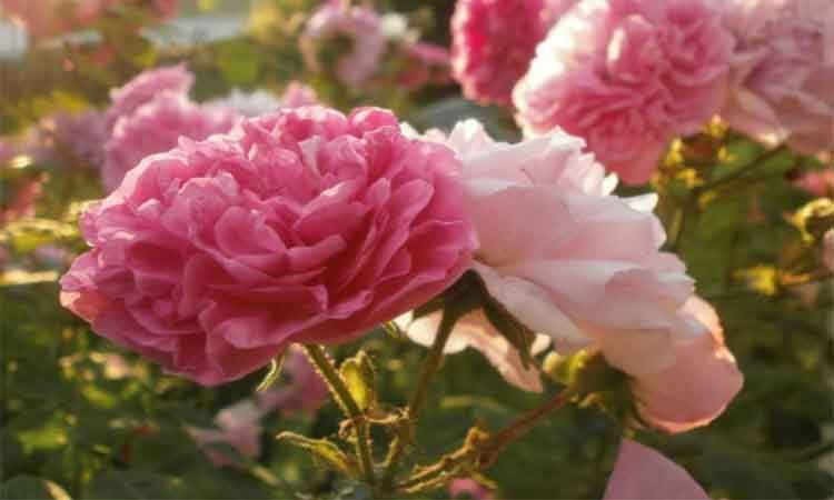 6 sfaturi pentru ingrijirea trandafirilor din gradina