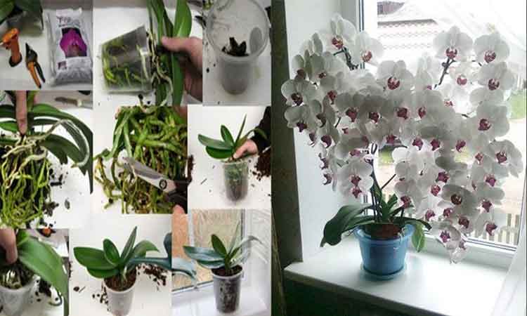 Sfaturi pentru ingrijirea orhideelor acasa. Sunt delicate si au nevoie de multa atentie!
