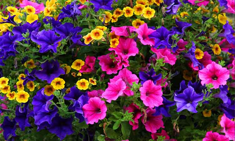 Top 7 flori care pot fi semanate direct in gradina