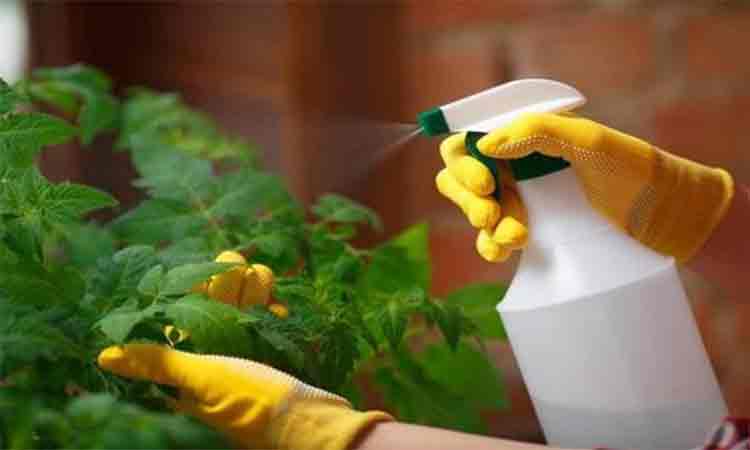 Un insecticid natural care nu dauneaza plantelor si care nu este periculos pentru sanatatea ta