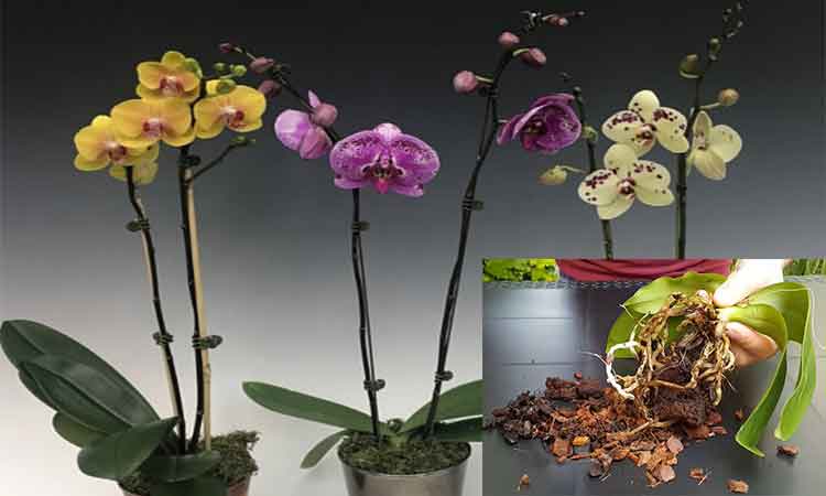 Cum poti face ca orhideea sa infloreasca tot anul. 7 sfaturi importante de ingrijire