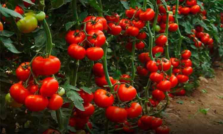 5 sfaturi pentru o recolta bogata de rosii. Tine bolile si daunatorii la distanta cu aceste trucuri