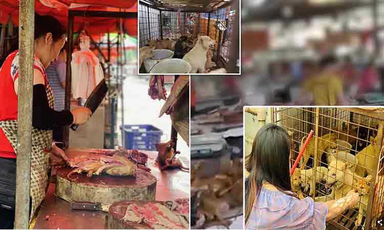 Revoltator! Comerciantii chinezi vand gramezi de caini macelariti, in ciuda noilor interdictii