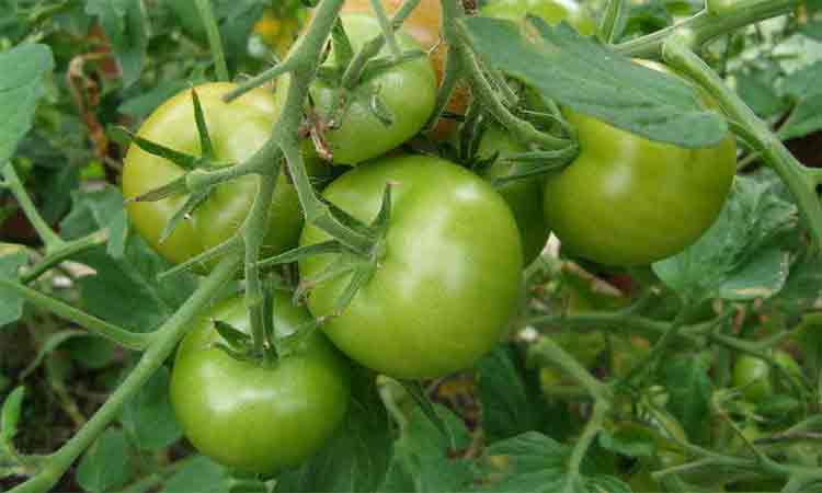 Sfaturi pentru prevenirea si indepartarea bolilor la tomate