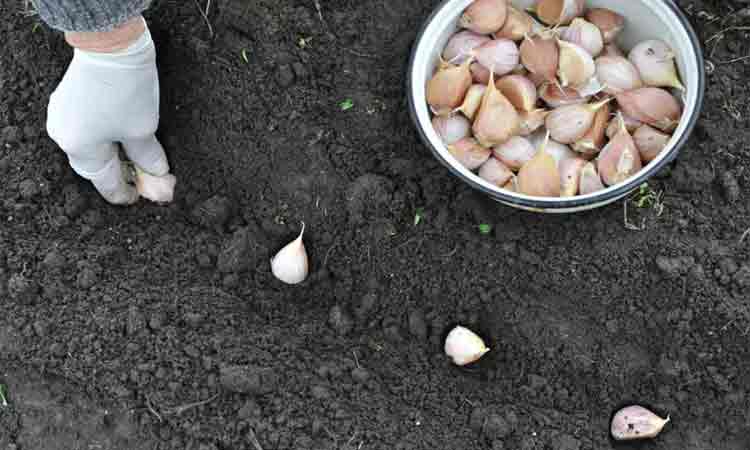 Cum se cultiva corect usturoiul toamna. Sfaturi pentru o recolta bogata