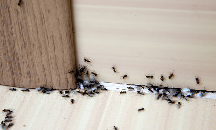 7 moduri de a scapa de insectele din casa ta care chiar functioneaza