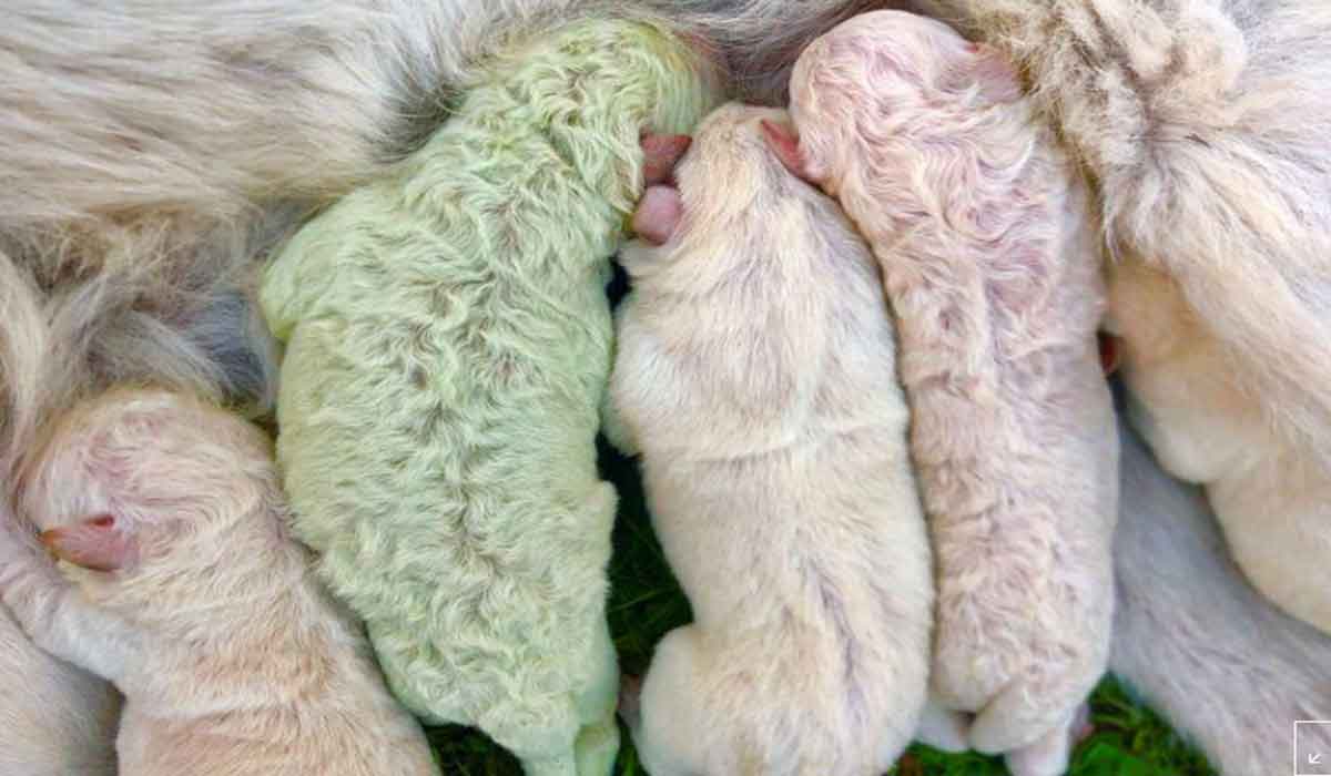 Un catelus cu blana verde s-a nascut in Italia