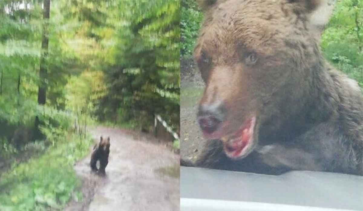Urs extrem de agresiv in Busteni, spre Cascada Urlatoarea. A atacat muncitorii si a muscat din bara masinii jandarmilor