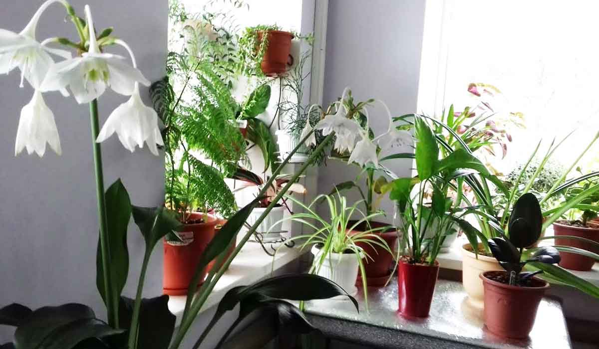 Cum ingrijim corect plantele de interior pe timpul iernii
