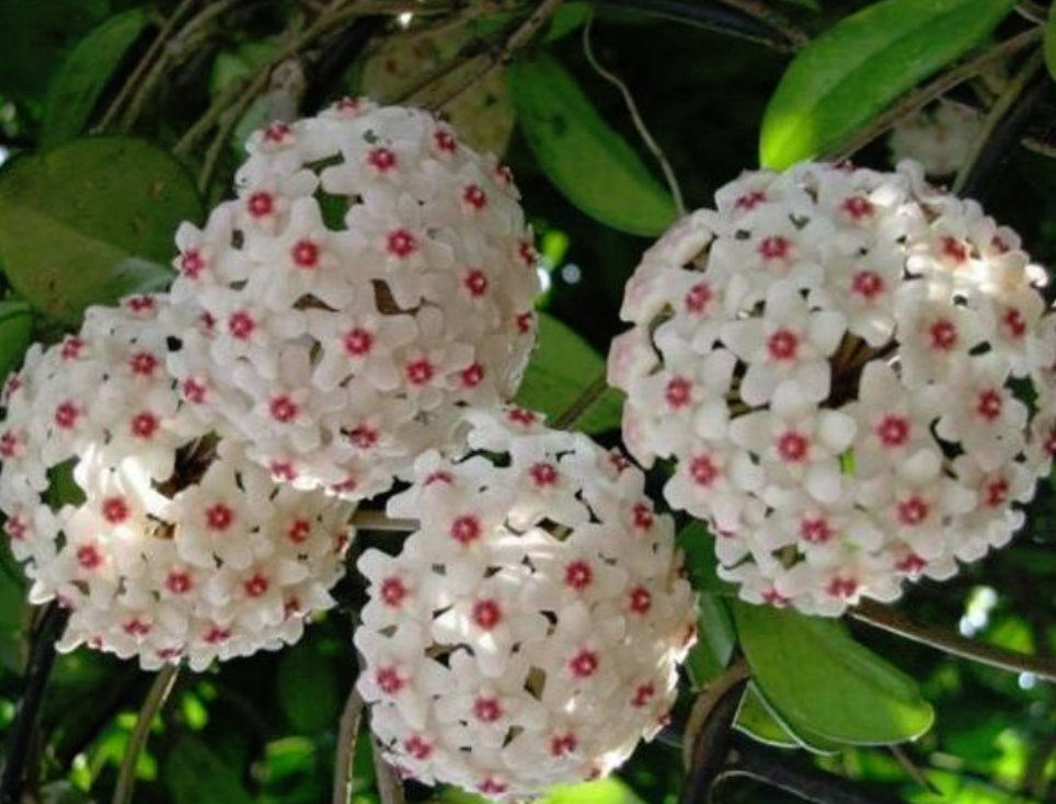 Hoya carnosa floarea de ceara