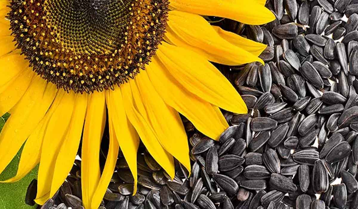 100 de grame de seminte de floarea-soarelui sunt bune pentru inima si starea ta de spirit
