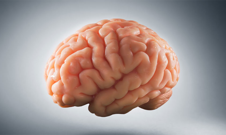 15 fapte amuzante despre creier pe care nu le stiai