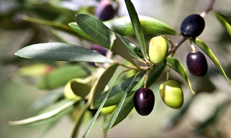 Extractul din frunze de maslin – beneficiile acestuia asupra sanatatii
