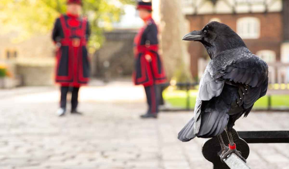 Semn rau? Un corb a disparut din din Turnul Londrei