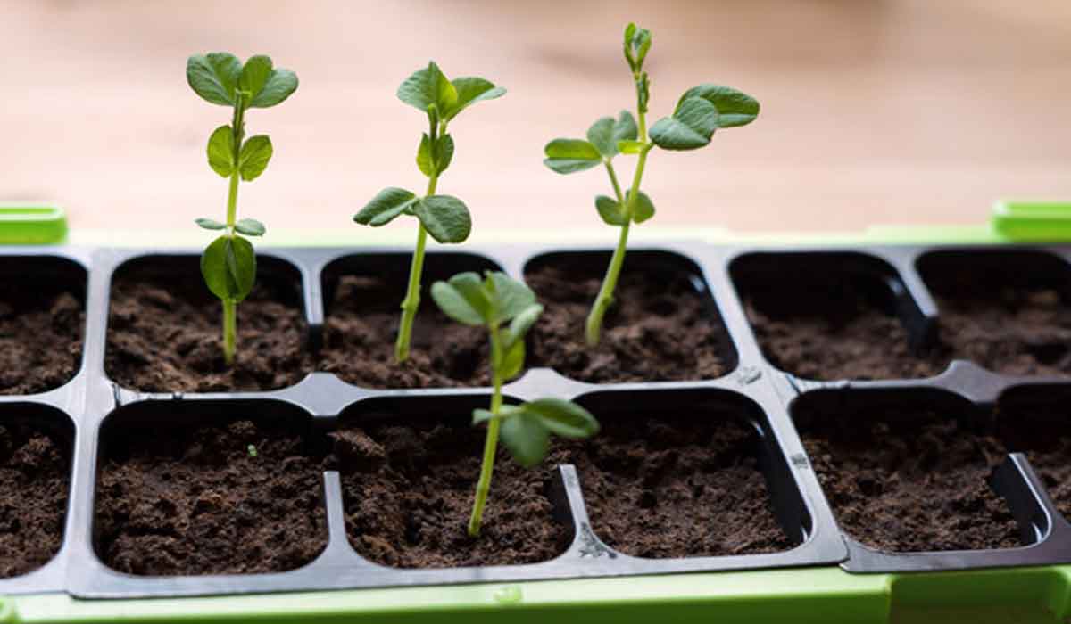 7 moduri de a planta seminte pentru rasaduri