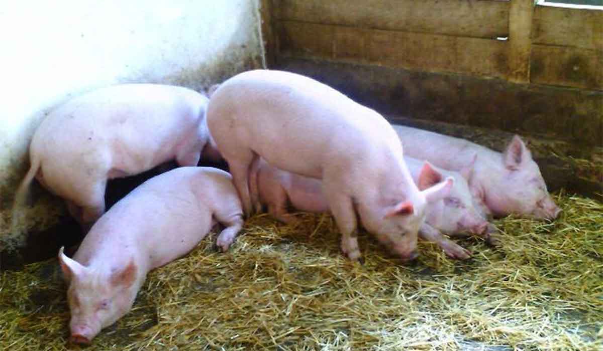 Lovitura dura pentru oamenii de la sate: Nu mai au voie cu mai mult de 5 porci in gospodarie – proiect