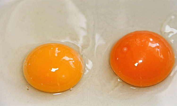 Ce poate indica culoarea galbenusului de ou despre calitatea acestuia