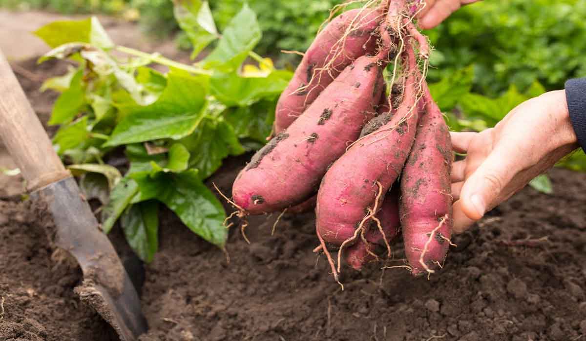 Cum se cultiva cartofii dulci