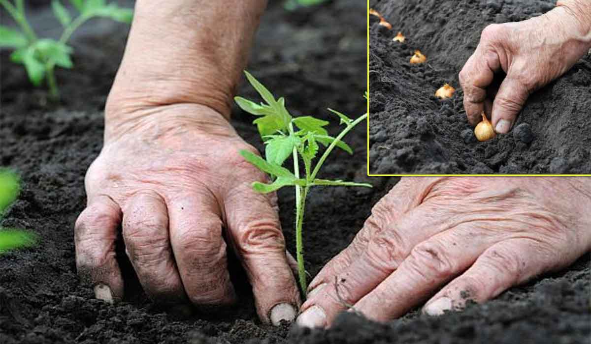 Cum si cand se planteaza legumele in gradina. Calendarul corect pentru plantarea rasadurilor si a semintelor
