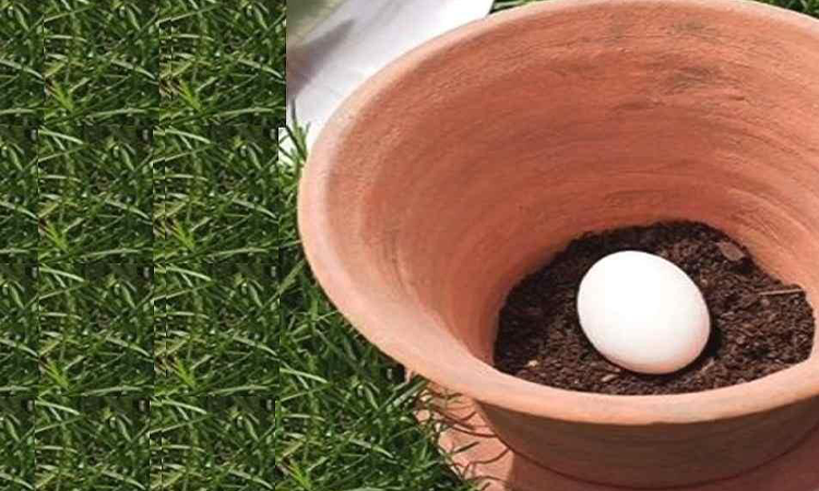 Ingropa un ou crud in gradina si afla ce se poate intampla cateva zile mai tarziu – este de necrezut