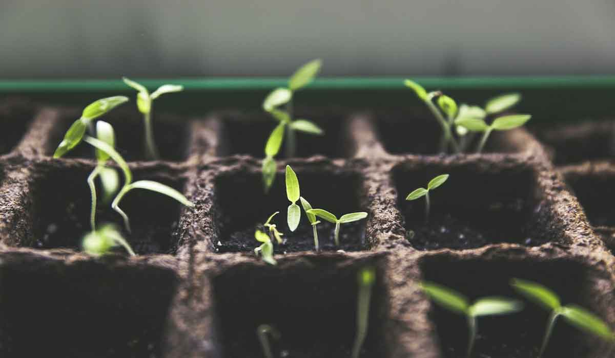 Mini gradina pe pervaz: 5 plante delicioase pe care le putem planta pe pervaz