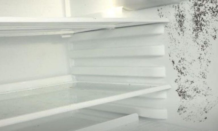 Mucegai in frigider – uite cum poti scapa imediat de el