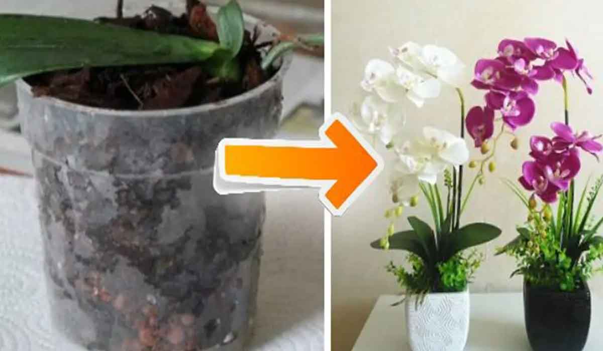 10 sfaturi simple si practice pentru a face ca orhideele sa infloreasca acasa