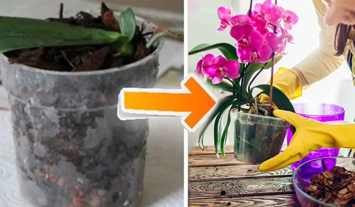 10 sfaturi simple si practice pentru a face ca orhideele sa infloreasca tot anul