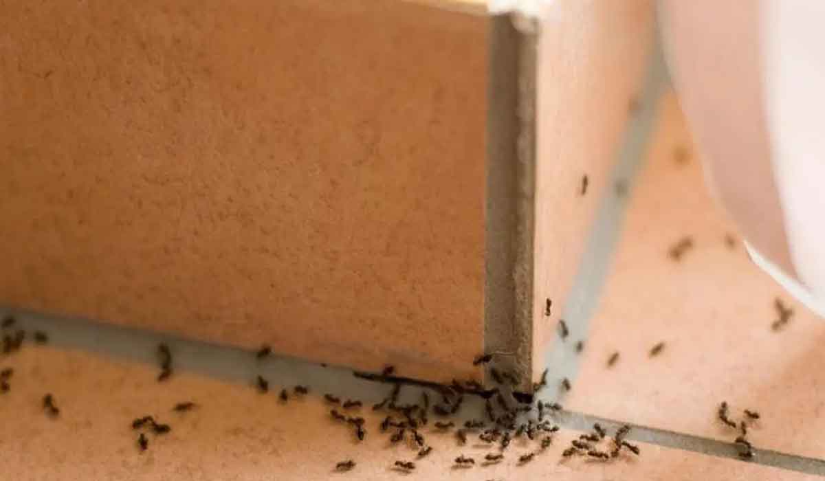 3 sfaturi naturale pentru a tine furnicile departe de casa pentru totdeauna