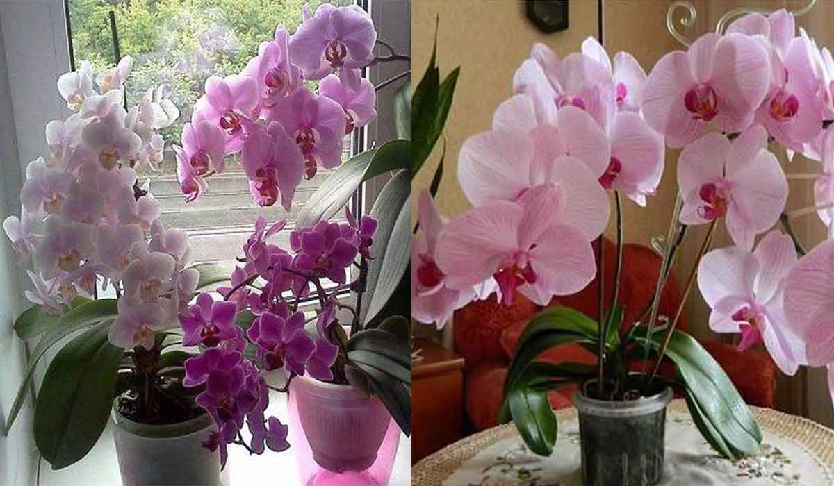 Iata cum poti sa provoci o noua inflorire la orhidee. 6 reguli de aur pentru flori superbe