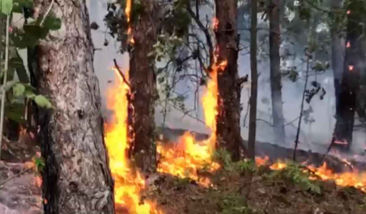 Incendiu puternic in padurea de pin din Parcul National “Portile de Fier”