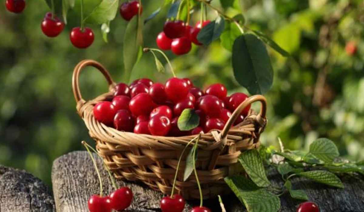 Secretul cireselor – Aceste fructe  au sapte beneficii pentru sanatate
