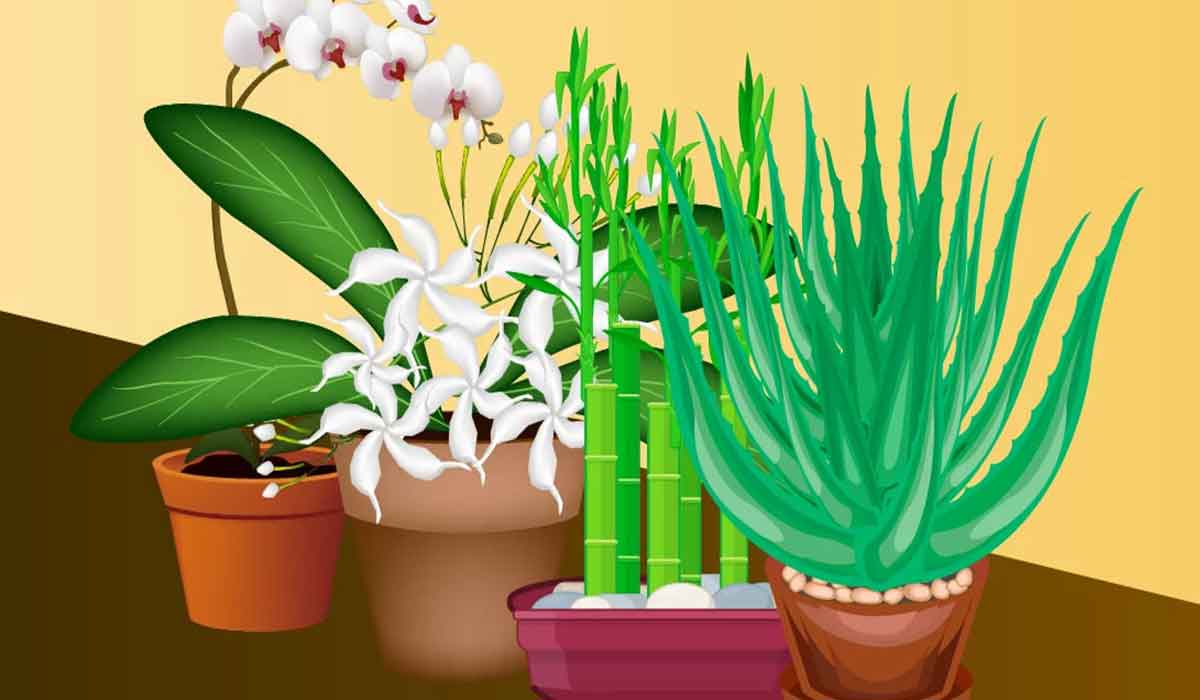 Zece plante care atrag energia pozitiva si bunastarea in casa ta. Ar trebui sa ai cel putin una.