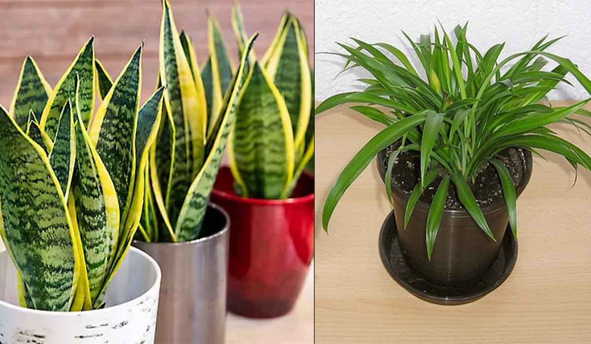 Aceste plante va ajuta sa purificati aerul din interior. Elimina toxinele si mucegaiul