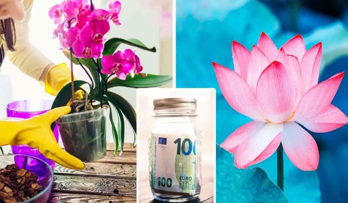 8 flori care atrag noroc si prosperitate