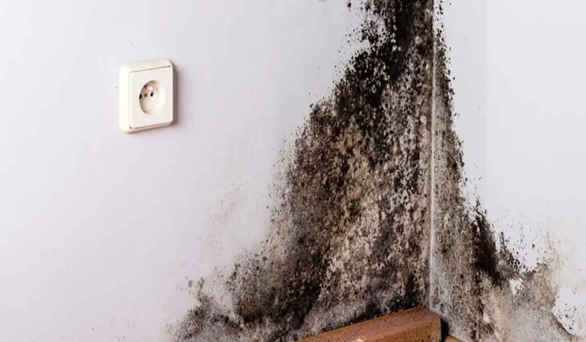 3 sfaturi eficiente pentru a indeparta mucegaiul negru de pe pereti in 5 minute
