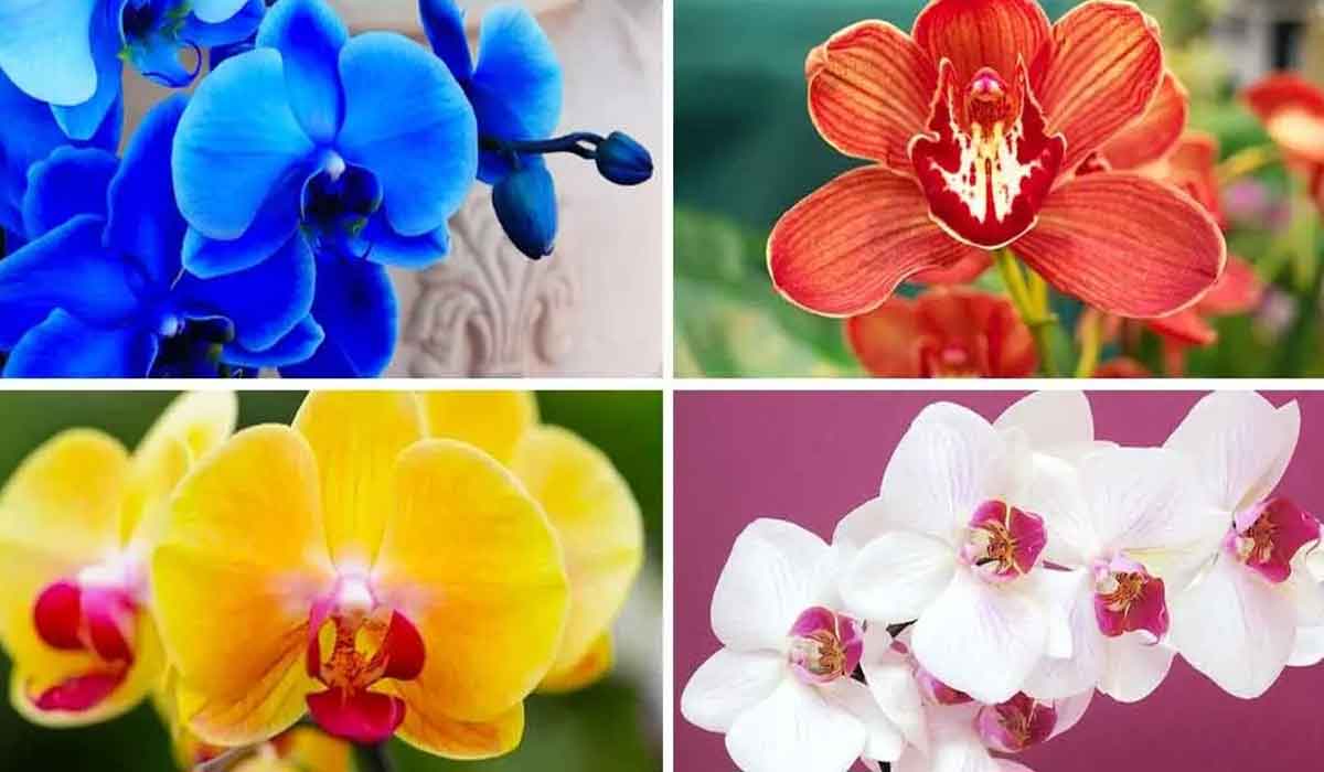 Ai primit cadou o orhidee? Iata sensul ascuns al fiecarei culori de floare