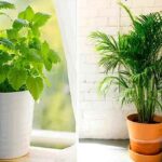10 plante care absorb umezeala in casa ta iarna