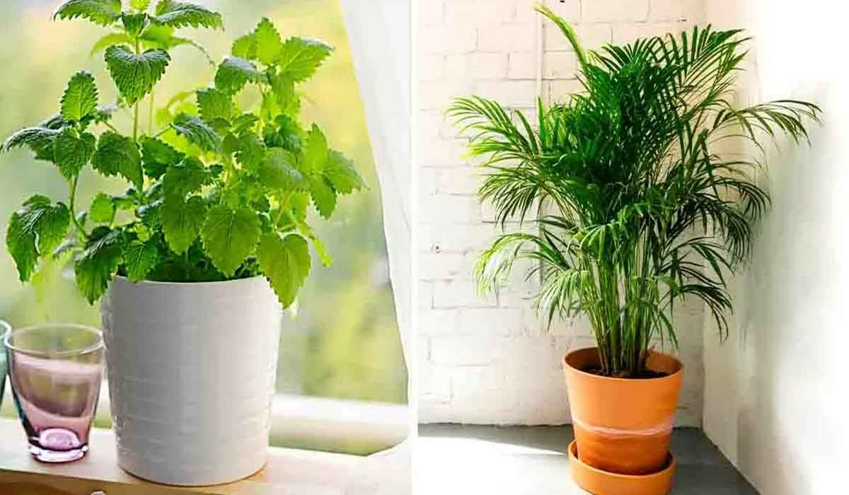 10 plante care absorb umezeala in casa ta iarna