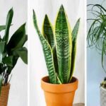 3 plante  de apartament care necesita putina apa si putina intretinere