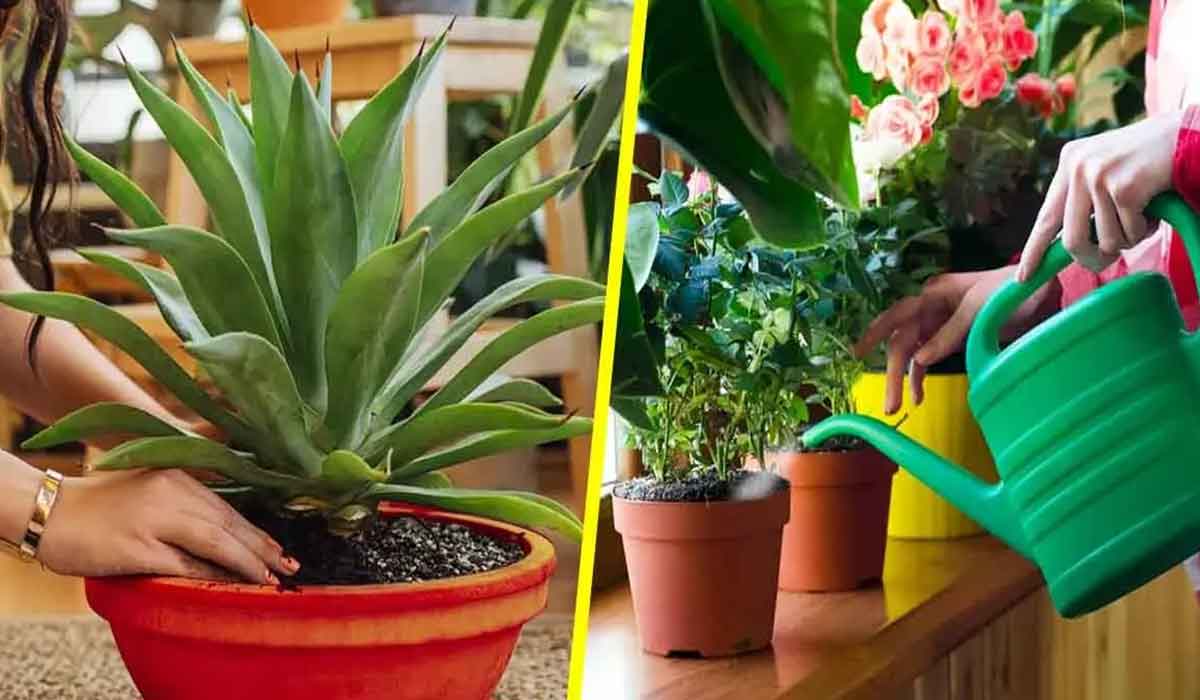 5 cele mai importante sfaturi pentru a avea grija de plantele tale de apartament pentru a nu le ucide