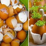 6 moduri minunate de a recicla cojile de oua