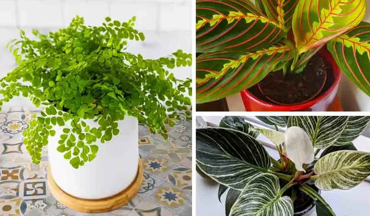 Cele mai bune 7 plante de apartament care cresc fara lumina soarelui
