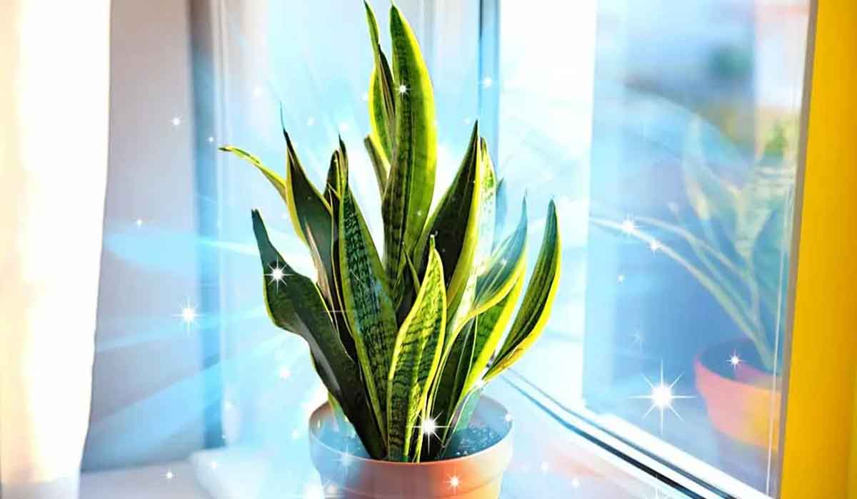 5 plante care purifica aerul din dormitor