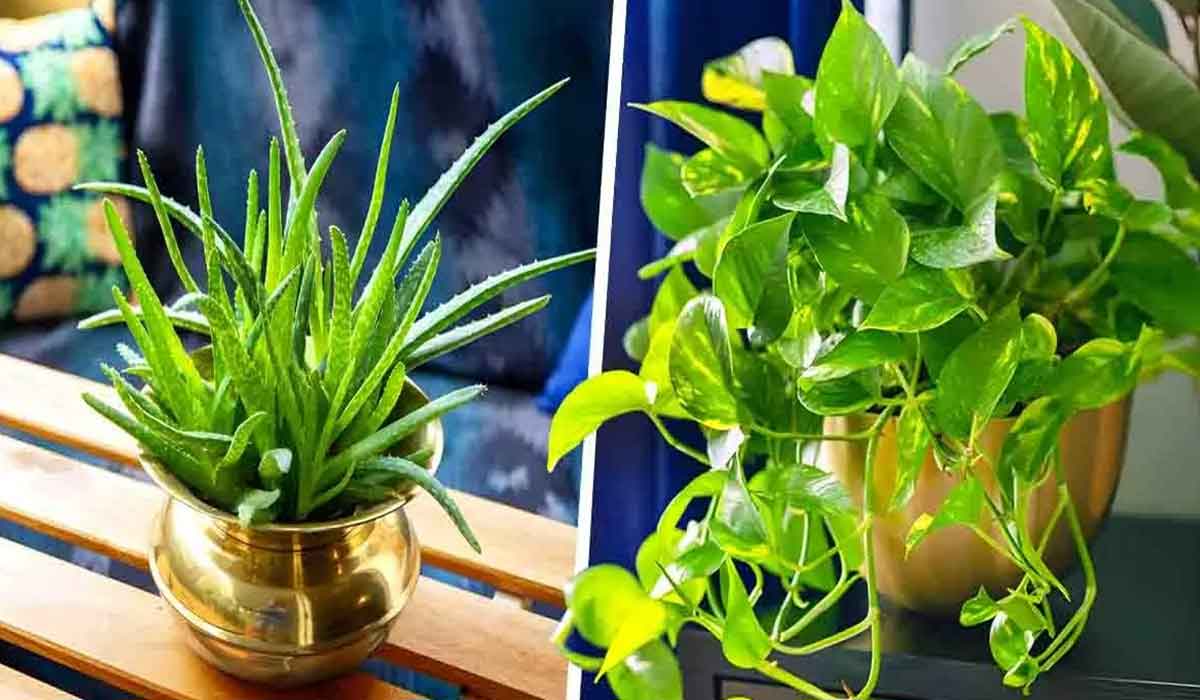 9 plante de apartament rezistente si usor de intretinut
