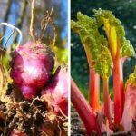 8 legume pe care le poti planta o data si recolta mai multi ani