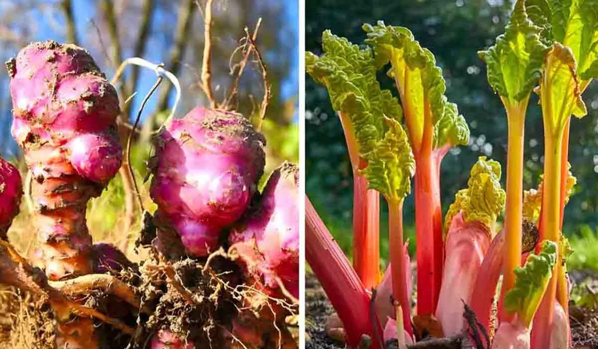 8 legume pe care le poti planta o data si recolta mai multi ani
