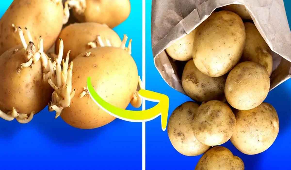 Cum pastrati cartofii pentru a preveni incoltirea lor?