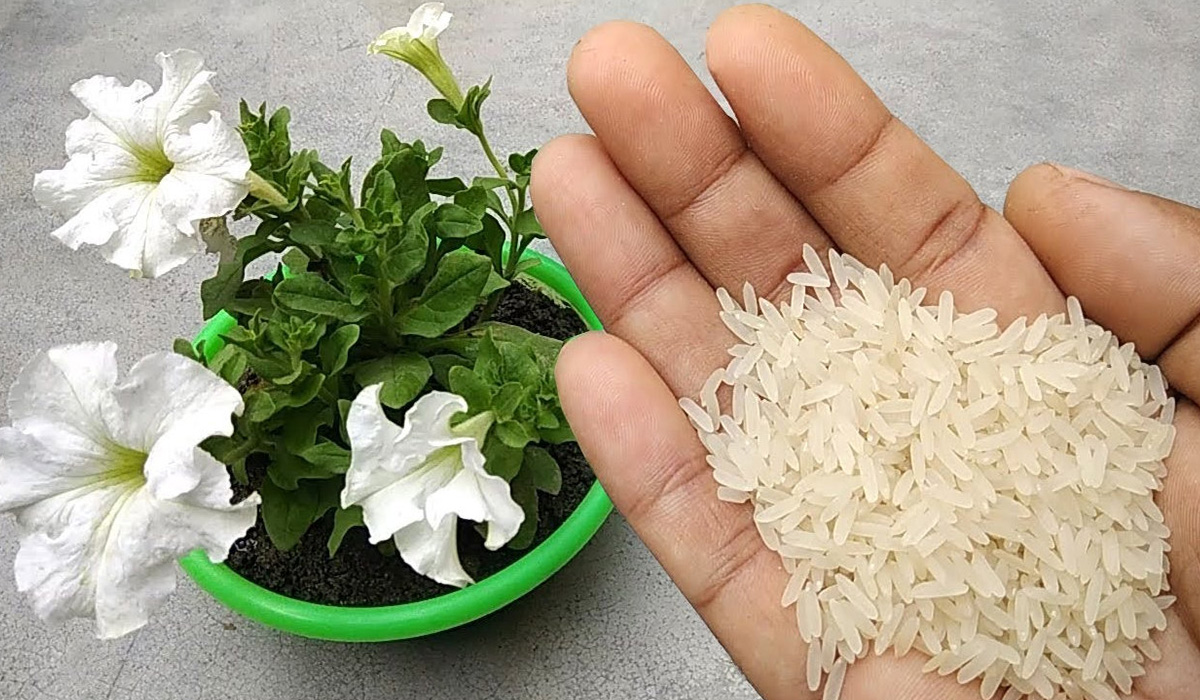 Cum se foloseste orezul ca ingrasamant pentru plante
