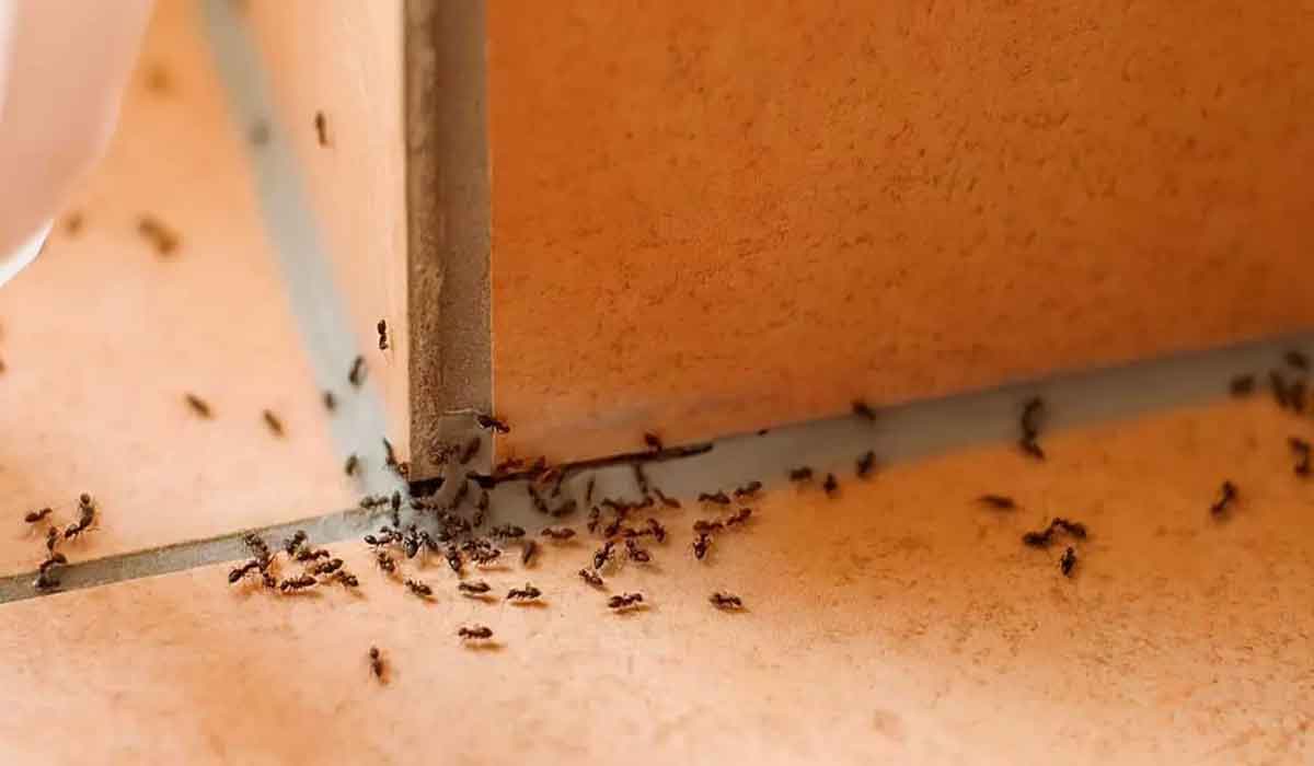 Aceasta planta este un adevarat respingator pentru furnici: planteaza-o si nu le vei mai vedea